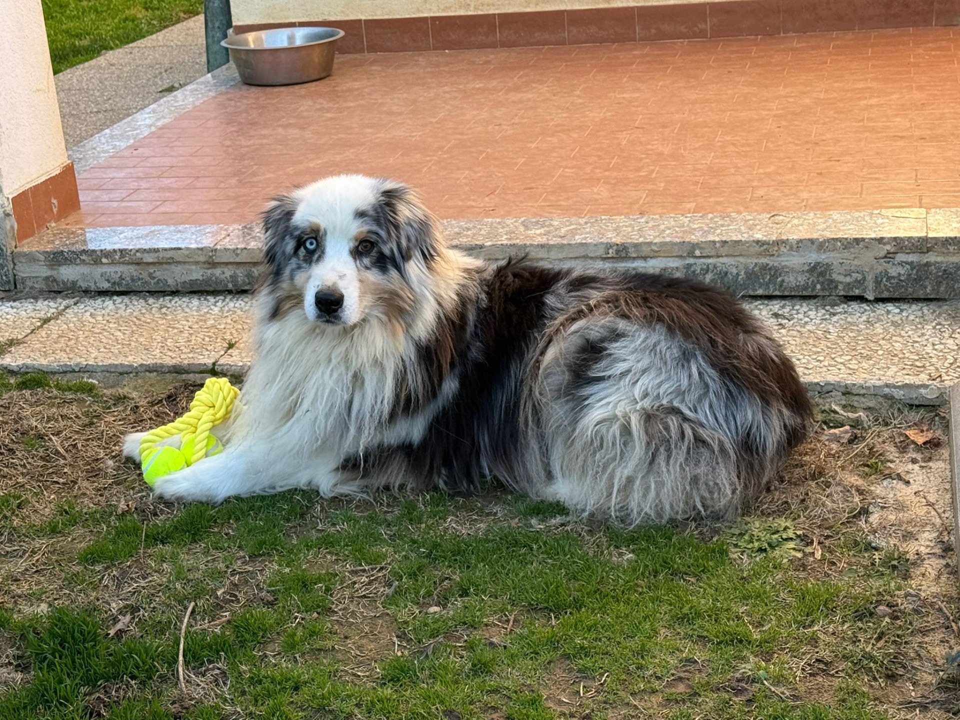 Koby, un cane seguito a domicilio