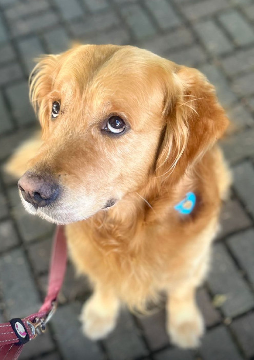 Golden Retriever al guinzaglio, sguardo verso l'alto